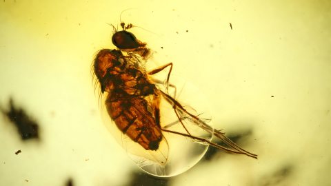 Fliege im Bernstein