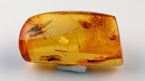 Bernstein mit Fliege