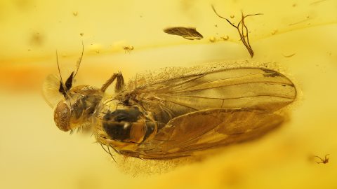 Langbeinfliege als Einschluss im Baltischen Bernstein
