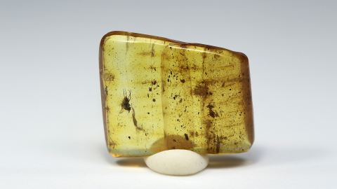 Fliege als Einschluss