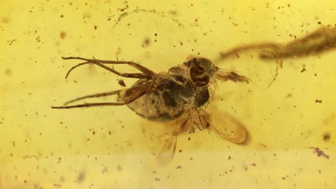 Fliege im Baltischen Bernstein