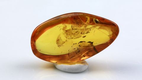 Langbeinfliege und Spinnennetz im Baltischen Bernstein