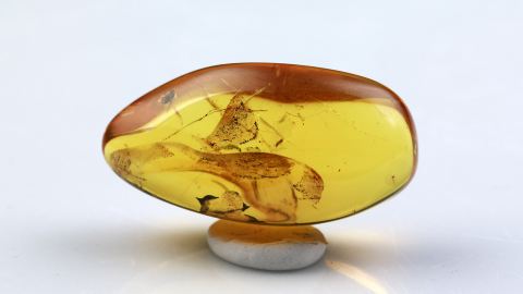 Fliege im Bernstein als Einschluss