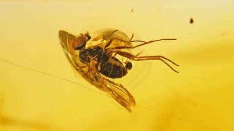 Langbeinfliege und Spinnennetz als Einschlüsse im Bernstein