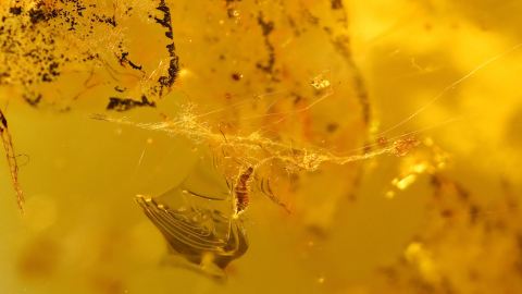 Spinnennetz im Bernstein, Spinnfäden als Einschlüsse