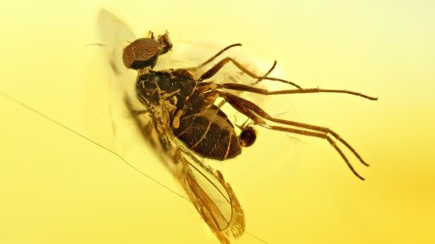 Langbeinfliegen im Bernstein