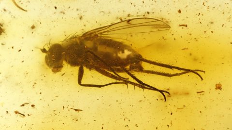 Langbeinfliegen als Einschluss im Baltischen Bernstein