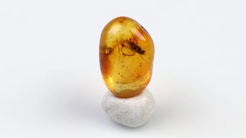 Langbeinfliege als Einschluss im Baltischen Bernstein