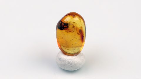 Langbeinfliege als Einschluss in Bernsteinperle