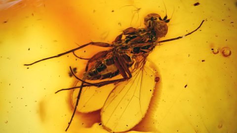 Fliege in einer Bernsteinperle