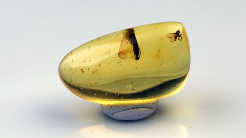 Fliege mit Rüssel im Bernstein 