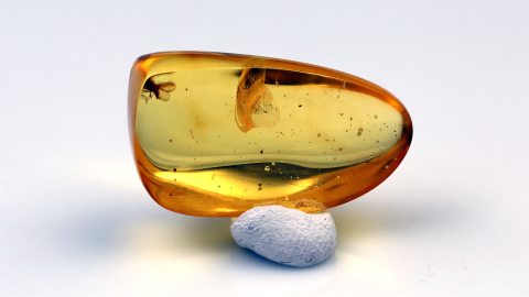 Langbeinfliege mit Rüssel als Einschluss im Baltischen Bernstein 