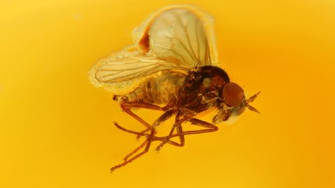 Fliege mit Rüssel als Einschluss im Bernstein 