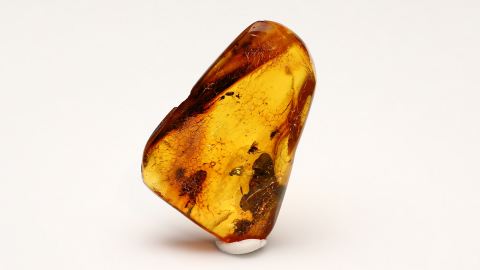 Langbeinfliege als Einschluss