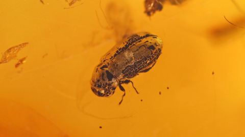 Käfer als Inkluse im Bernstein