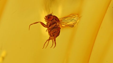 Fliege im Baltischen Bernstein