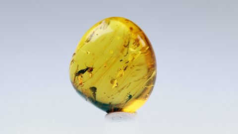 Fliege und zwei Mücken im Bernstein