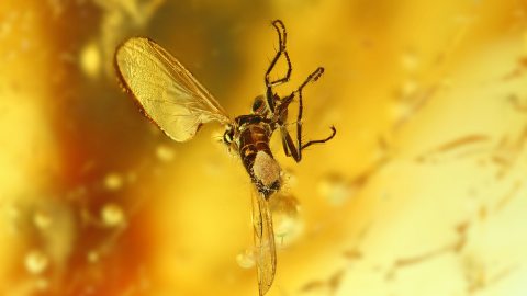 Fliege als Einschluss im Baltischen Bernstein