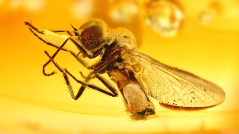 Fliege, Schwebfliege mit Blütenpollen am Hinterleib