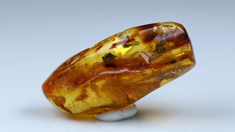 Schwebfliege mit Blütenpollen im Baltischen Bernstein