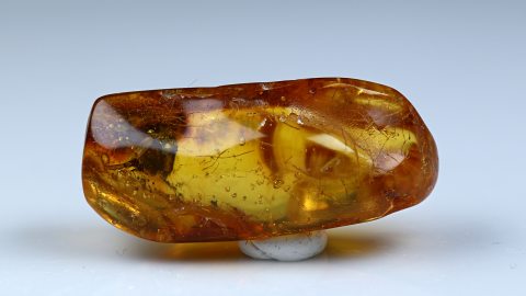 Blütenpollen im Bernstein