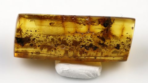 Fliegen im Bernstein