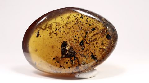 großes Blatt als Einschluss im Bernstein