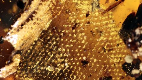 Geckohaut im Bernstein