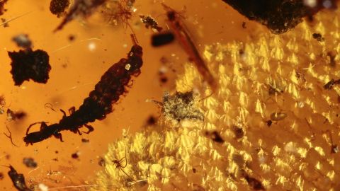 Gecko Inkluse im Burma Bernstein