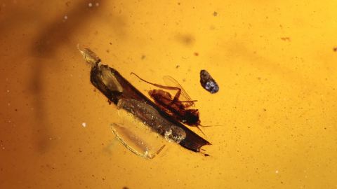 Insekten als Einschlüsse im Burma Bernstein