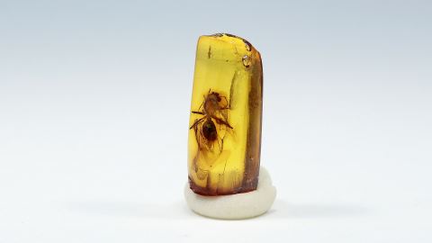 Ameise mit Flügel als Einschluss