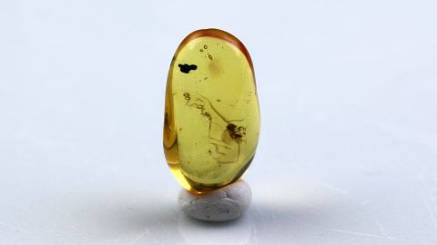 Geflügelte Ameise als Inkluse im Bernstein