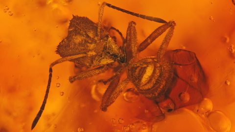 Cephalotes als Einschluss im Dominikanischen Bernstein