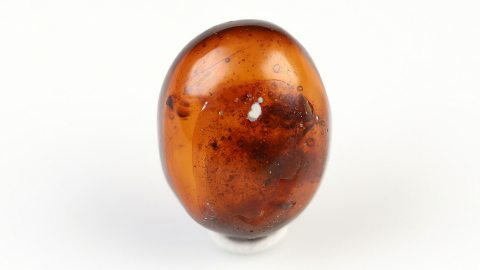 Cephalotes als Einschluss im Bernstein