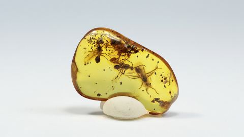 Ameisen im Bernstein