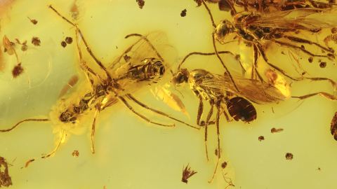 Geflügelte Ameisen als Einschlüsse im Bernstein