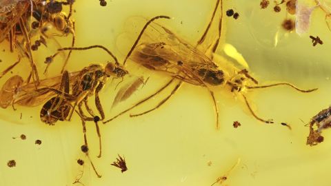 Geflügelte Ameisen als Inklusen