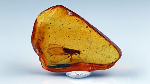 Geflügelte Termite im Bernstein