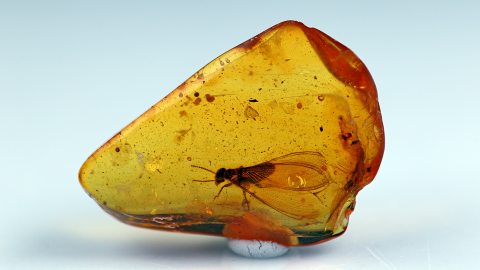 Termite als Bernstein Einschluss