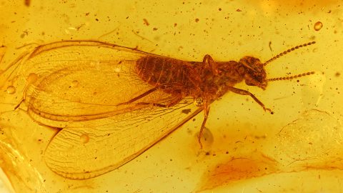 Geflügelte Termite im Bernstein