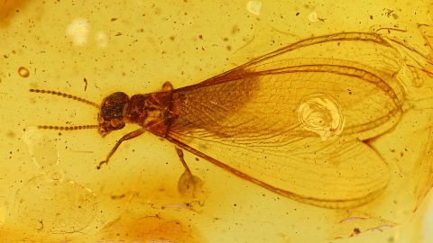 Geflügelte Termite als Einschluss im Bernstein