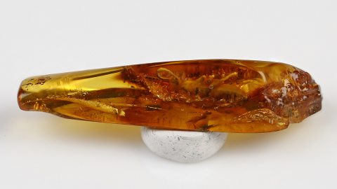 Gladiator im Bernstein