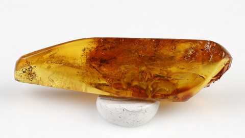 Gladiatorschrecke als Einschluss im Bernstein