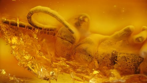 Mantophasmatodea als Inkluse