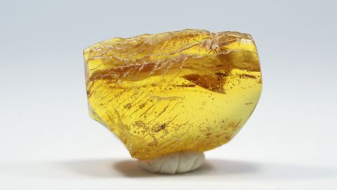 Große Ameise im Bernstein