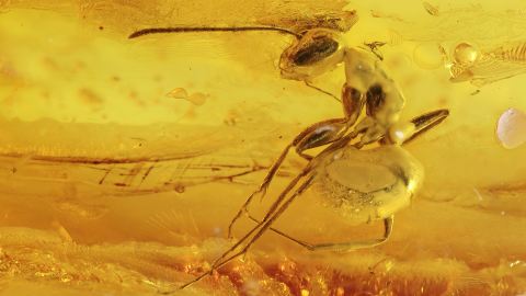 Große Ameise als Inkluse