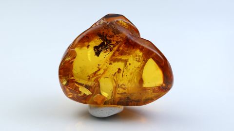 Große Ameise als Einschluss im Baltischen Bernstein