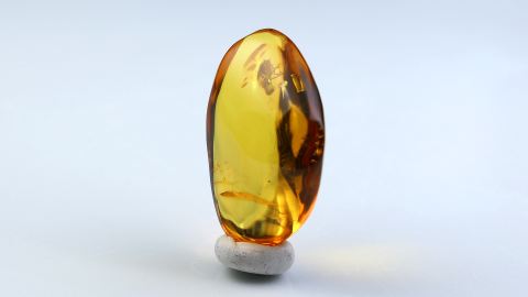 Große Fliege im Bernstein