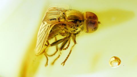 perfekt sichtbare Fliege im Bernstein