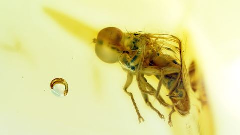 Große Fliege als Inkluse